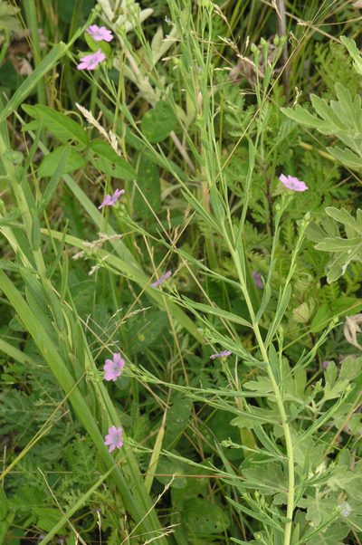 Linum stelleroides, photographed by Oleg Kosterin