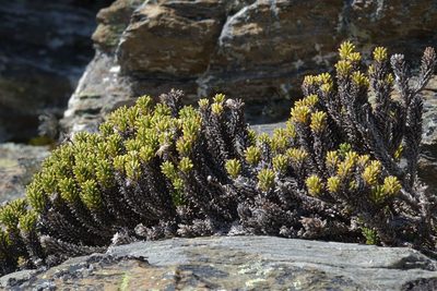Celmisia ramulosa, photographed by John Barkla