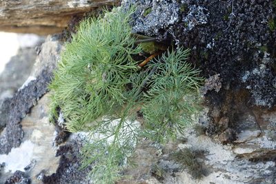 Anisotome cauticola, photographed by John Barkla