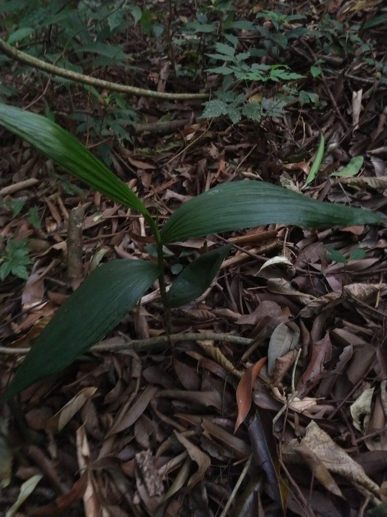 Corymborkis flava, photographed by William G. Borges