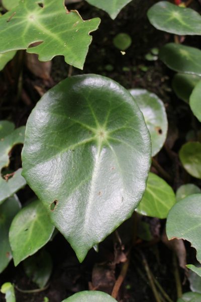 Begonia conchifolia, photographed by Jake Rehage