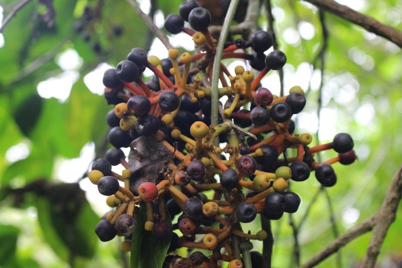 Sorocea trophoides, photographed by Jake Rehage