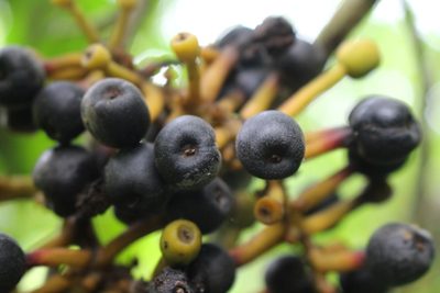 Sorocea trophoides, photographed by Jake Rehage