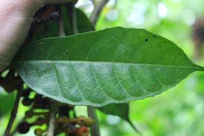 Sorocea trophoides, photographed by Jake Rehage