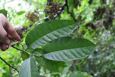 Sorocea trophoides, photographed by Jake Rehage