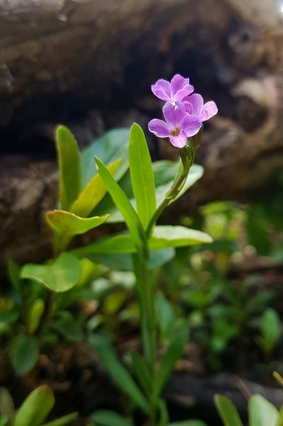 Boechera lyallii, photographed by Ian Adams