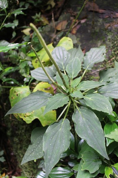 Peperomia lignescens, photographed by Jake Rehage