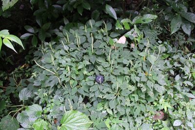 Peperomia lignescens, photographed by Jake Rehage