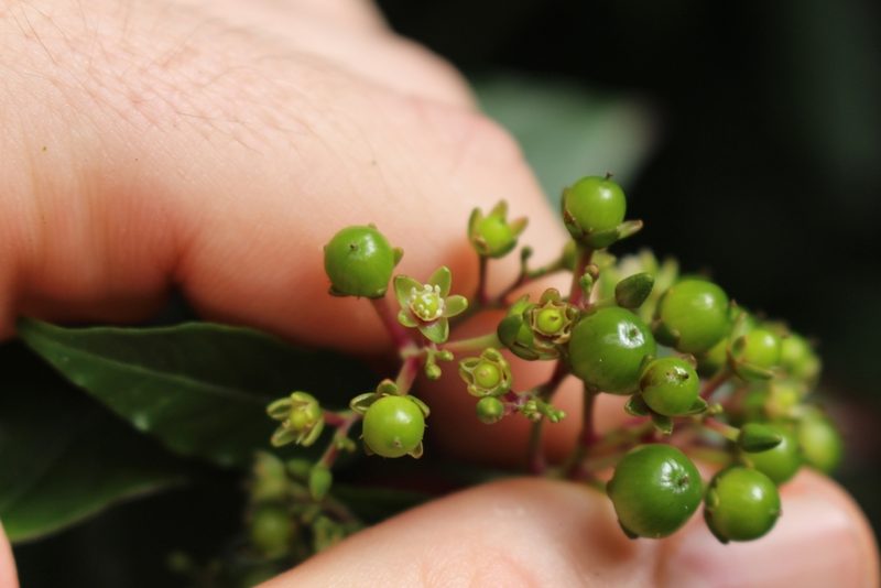 Pleuropetalum sprucei, photographed by Jake Rehage