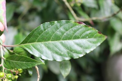Pleuropetalum sprucei, photographed by Jake Rehage