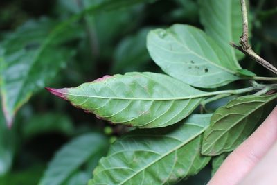 Pleuropetalum sprucei, photographed by Jake Rehage
