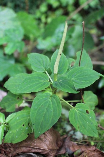 Peperomia lignescens, photographed by Jake Rehage