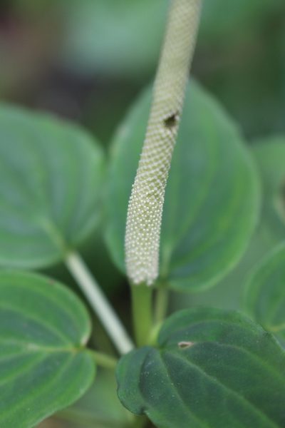 Peperomia lignescens, photographed by Jake Rehage