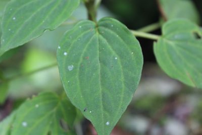 Peperomia lignescens, photographed by Jake Rehage