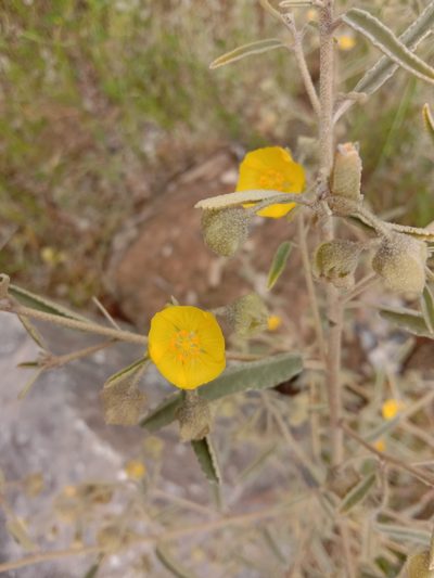 Sida petrophila, photographed by Jess Bamford