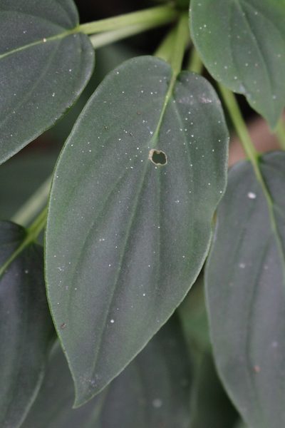 Peperomia lignescens, photographed by Jake Rehage