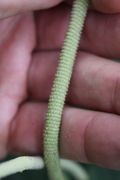 Peperomia lignescens, photographed by Jake Rehage