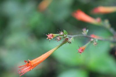 Cuphea appendiculata, photographed by Jake Rehage