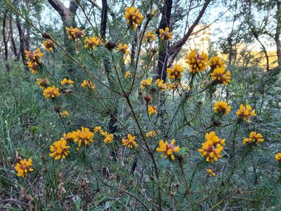 Pultenaea stipularis, photographed by Andrew Harvey