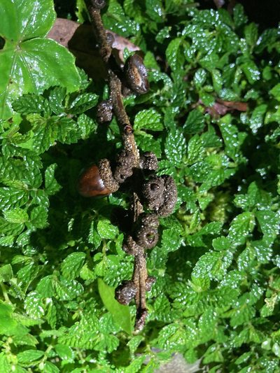 Lithocarpus brevicaudatus, photographed by Tatsutomo Chin