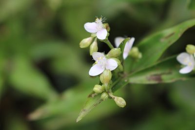 Tripogandra serrulata, photographed by Jake Rehage