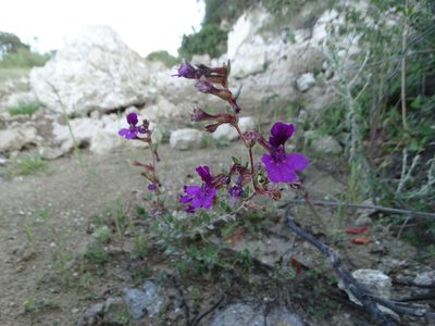 Cuphea aequipetala, photographed by Juan Rafael Rodríguez Razgado