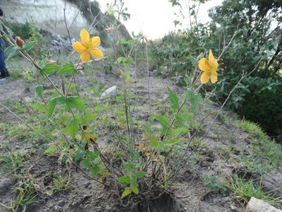 Mentzelia hispida, photographed by Juan Rafael Rodríguez Razgado