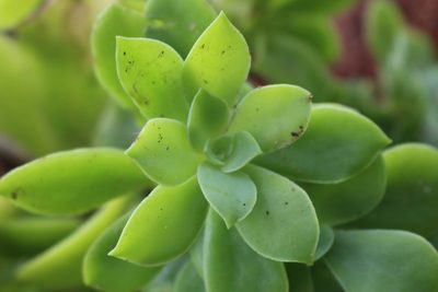 Echeveria australis, photographed by Jake Rehage