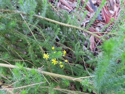 Euryops virgineus, photographed by linkie