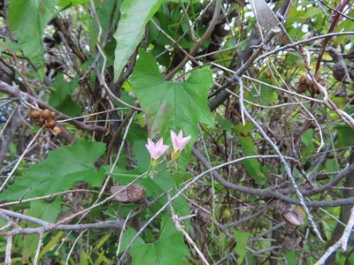 Convolvulus farinosus, photographed by linkie