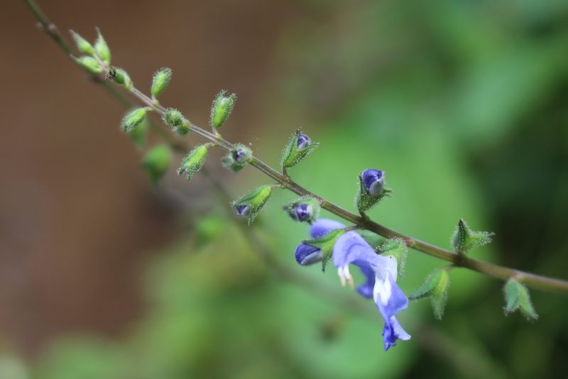 Salvia costaricensis, photographed by Jake Rehage