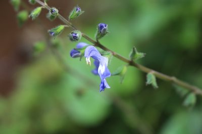 Salvia costaricensis, photographed by Jake Rehage