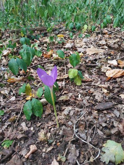 Crocus banaticus, photographed by xulescu_g