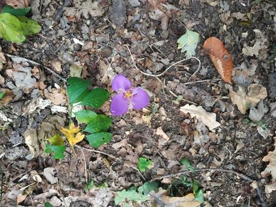 Crocus banaticus, photographed by xulescu_g