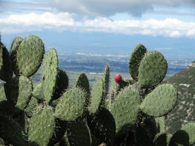 Opuntia streptacantha, photographed by Juan Rafael Rodríguez Razgado
