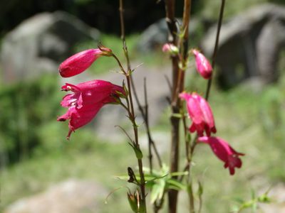Penstemon roseus, photographed by Juan Rafael Rodríguez Razgado