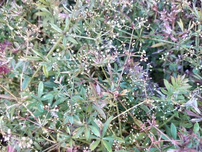 Galium rivale, photographed by Maxim Shashkov