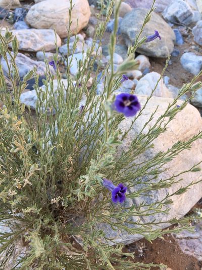 Anticharis scoparia, photographed by Caroline Voget