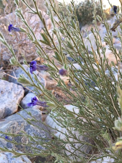 Anticharis scoparia, photographed by Caroline Voget