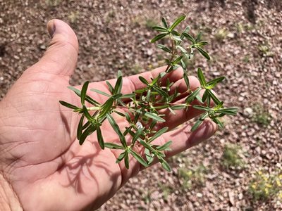 Pectis cylindrica, photographed by CK2AZ