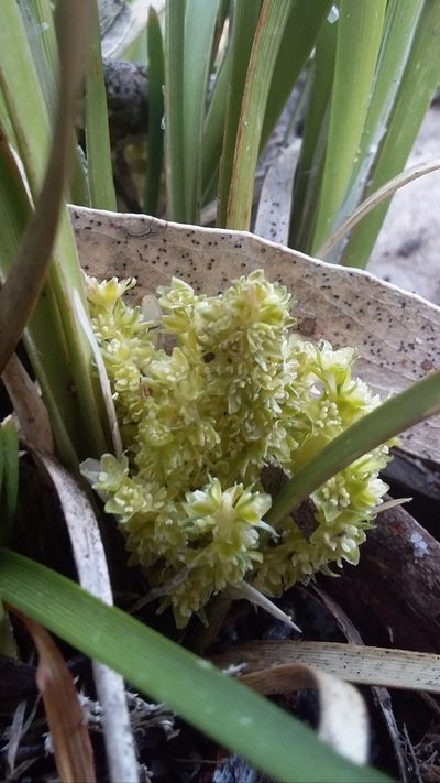 Lomandra densiflora, photographed by insiderelic