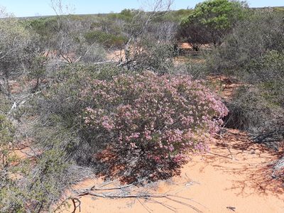 Calytrix brevifolia, photographed by T. Hammer