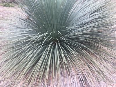 Xanthorrhoea semiplana, photographed by Paul Coddington