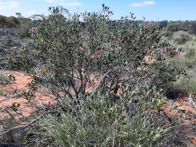 Grevillea rogersoniana, photographed by T. Hammer