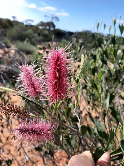 Grevillea rogersoniana, photographed by T. Hammer