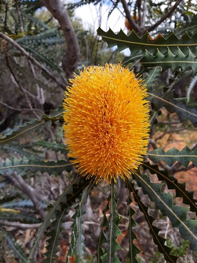 Banksia ashbyi, photographed by T. Hammer