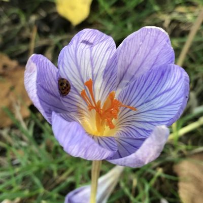 Crocus speciosus, photographed by Kyle Copas