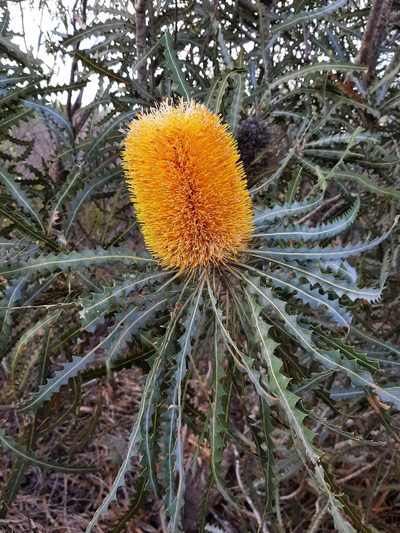 Banksia ashbyi, photographed by T. Hammer