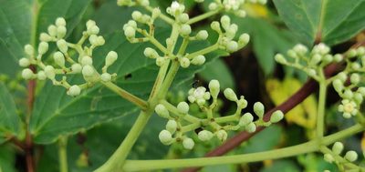 Leea macrophylla, photographed by S.MORE