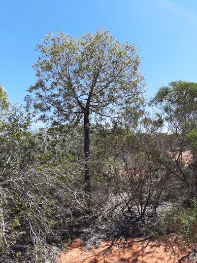 Brachychiton gregorii, photographed by T. Hammer